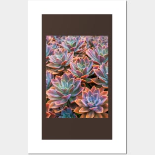 Echeveria Posters and Art